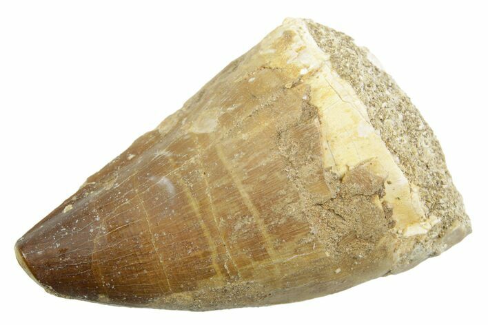 Fossil Mosasaur (Thalassotitan) Tooth - Morocco #364041